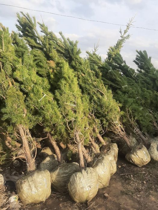 Сосна обыкновенная