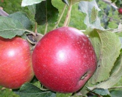 Măr Aroma de Zmeura
