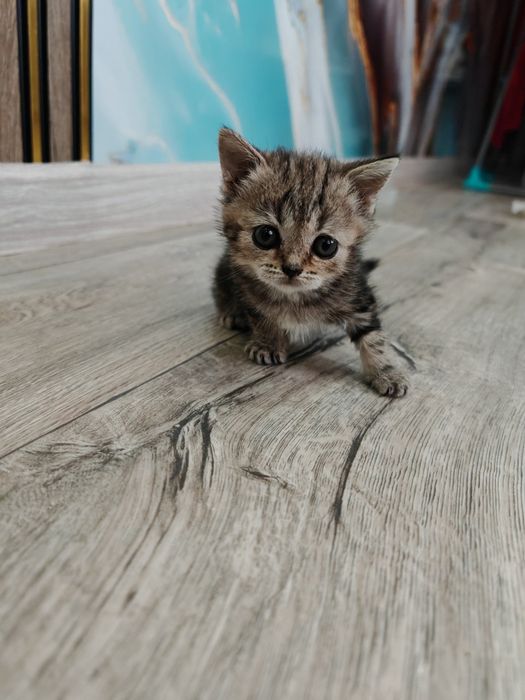 Продам чистокровных шатланских котят.