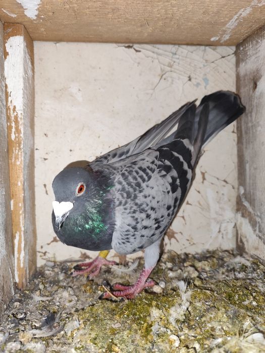 De vânzare mascul cu rezultate foarte bune !!!