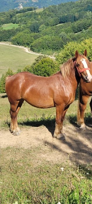 Vând manza de doi ani