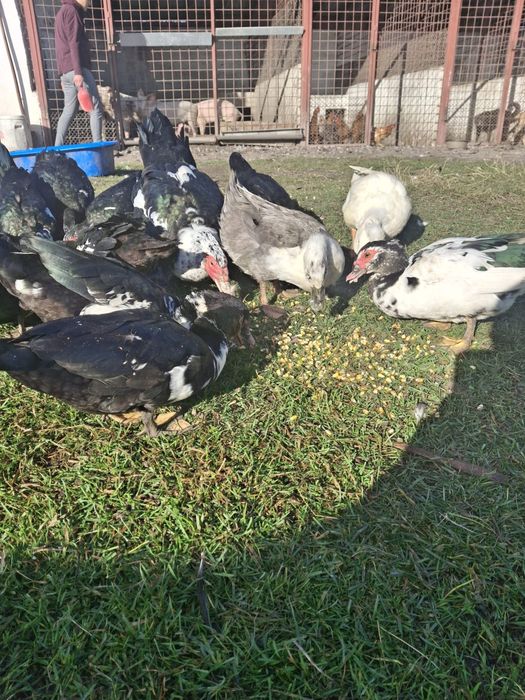 Rate lesesti, anul acesta