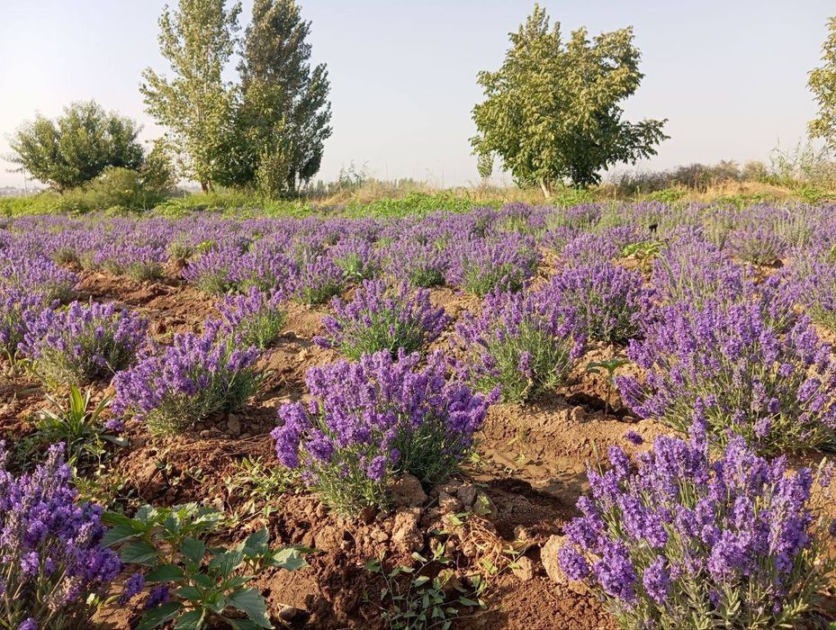 Lavanda razmarin  gullari cheklanmagan miqdorda sotiladi dona optom