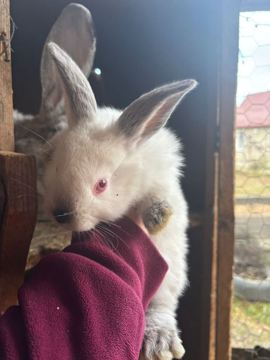 De vanzare 5 pui de iepuri