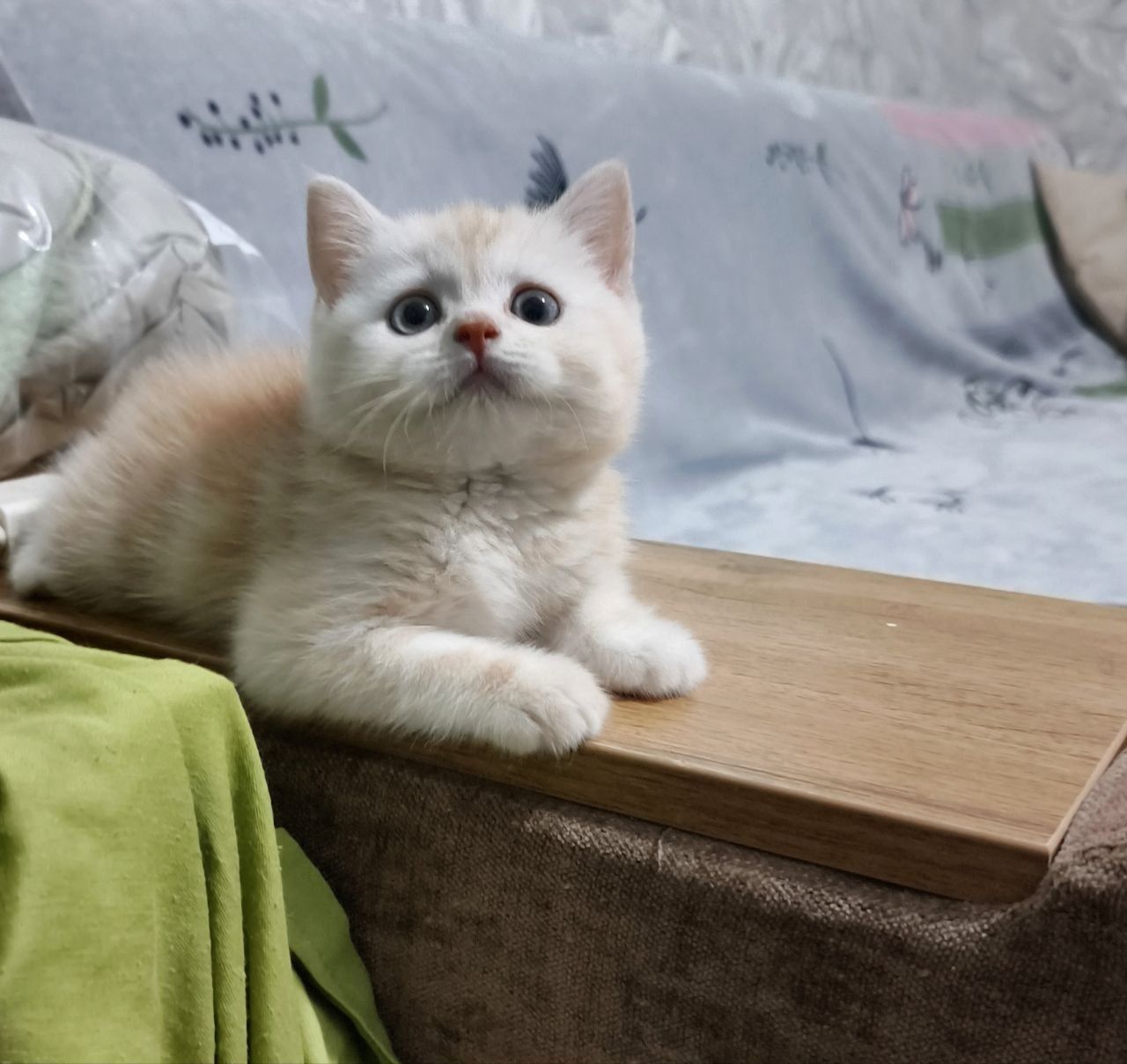 Чистокровный Британец мальчик
