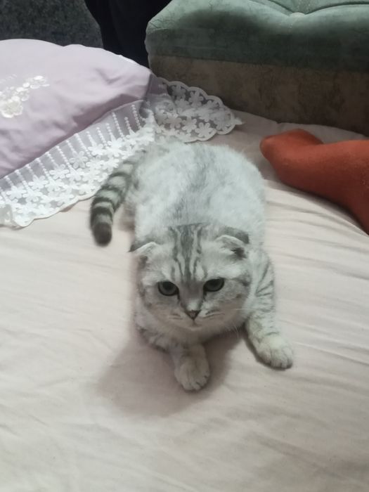 Скотиш фолд серебристый