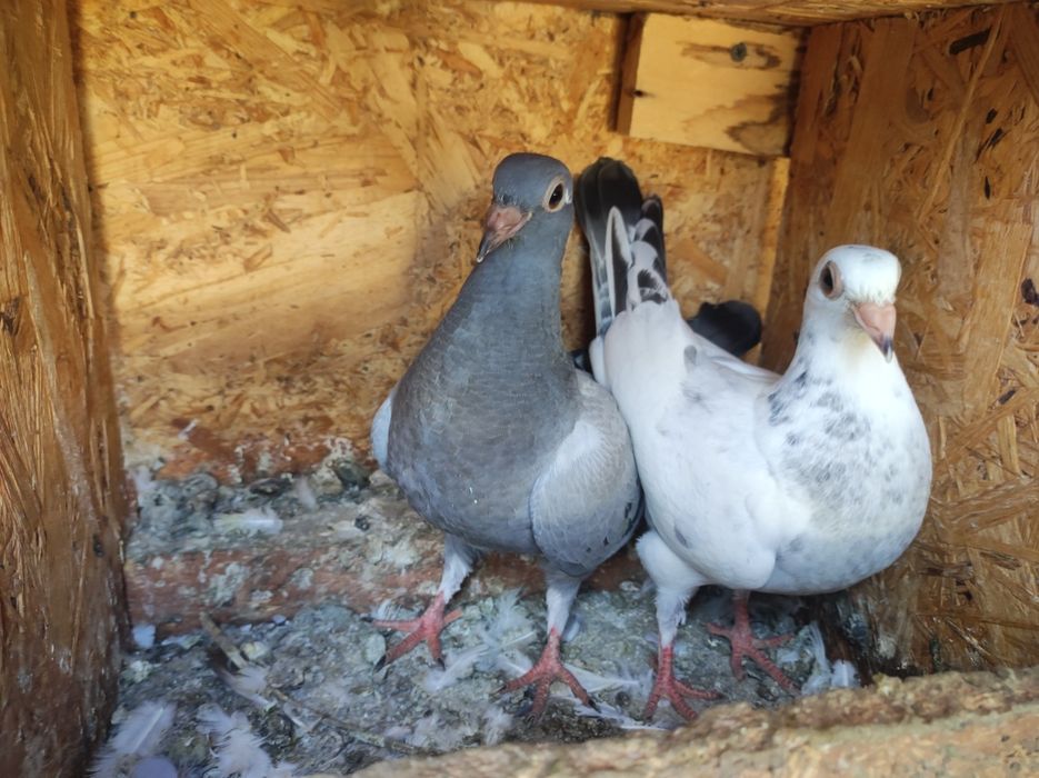 Pui Porumbei voiajori!