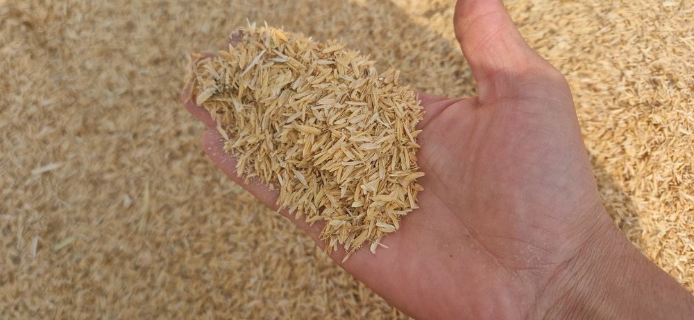 Sholi po'chogini un Holata chiqarilgani bor