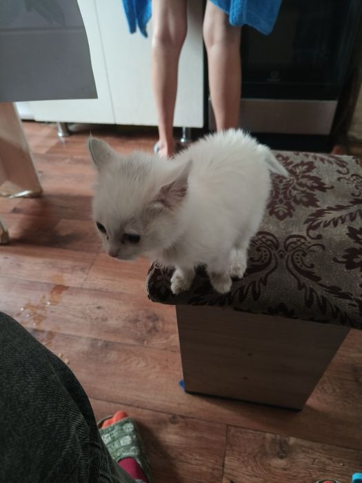 Отдам котенка девочка