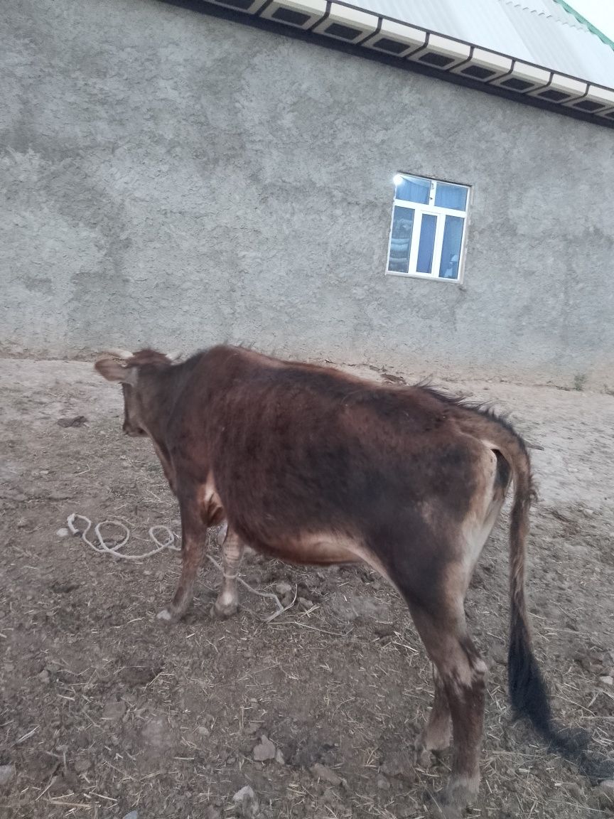 Joydori Qissir Sigir sotiladi