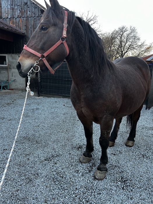 Vand iapa de 8 ani, gestanta