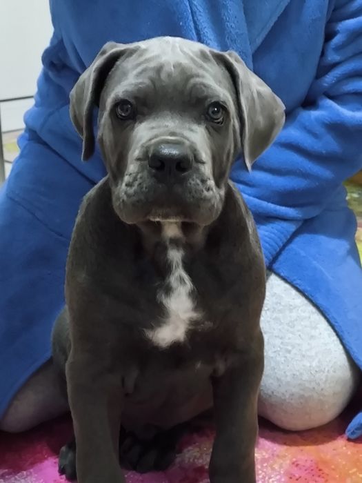 Mascul Cane Corso Gri Blue, Pedigree+