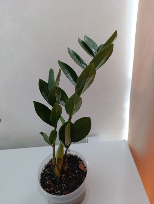 Доллар отросток -комнатное растение