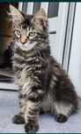 Motănel rasa pura Maine Coon