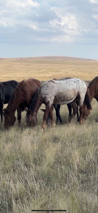 Жеребец  Шубар 3 года