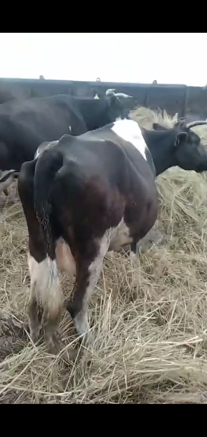 Продам дойную корову 6 лет