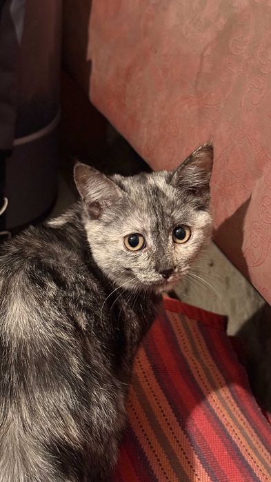 Отдадим кошечку в добрые руки