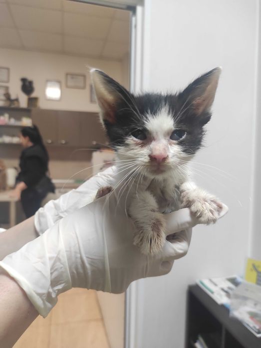 2-месечно момченце търси дом!