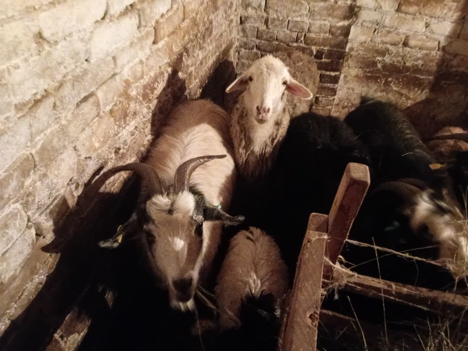 Продаётся козы 7штук