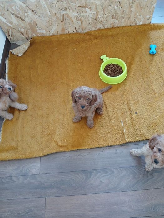 Продавам мини Пудели