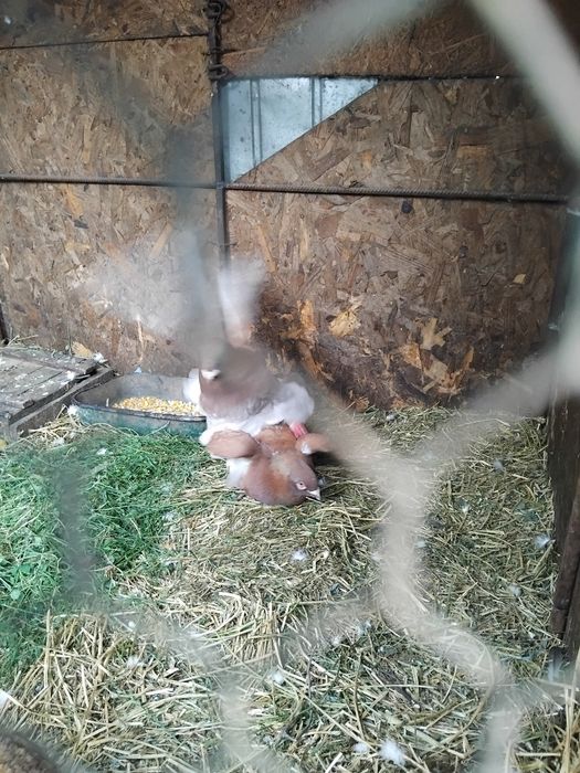 Vând porumbei standard american