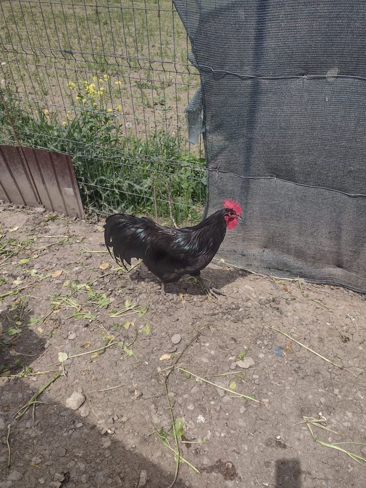 Cocos australorp