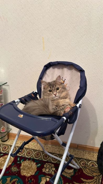 Котёнок, девочка