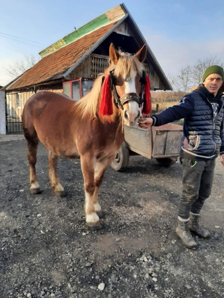 Iapa șarga cu coama alba de 9 ani