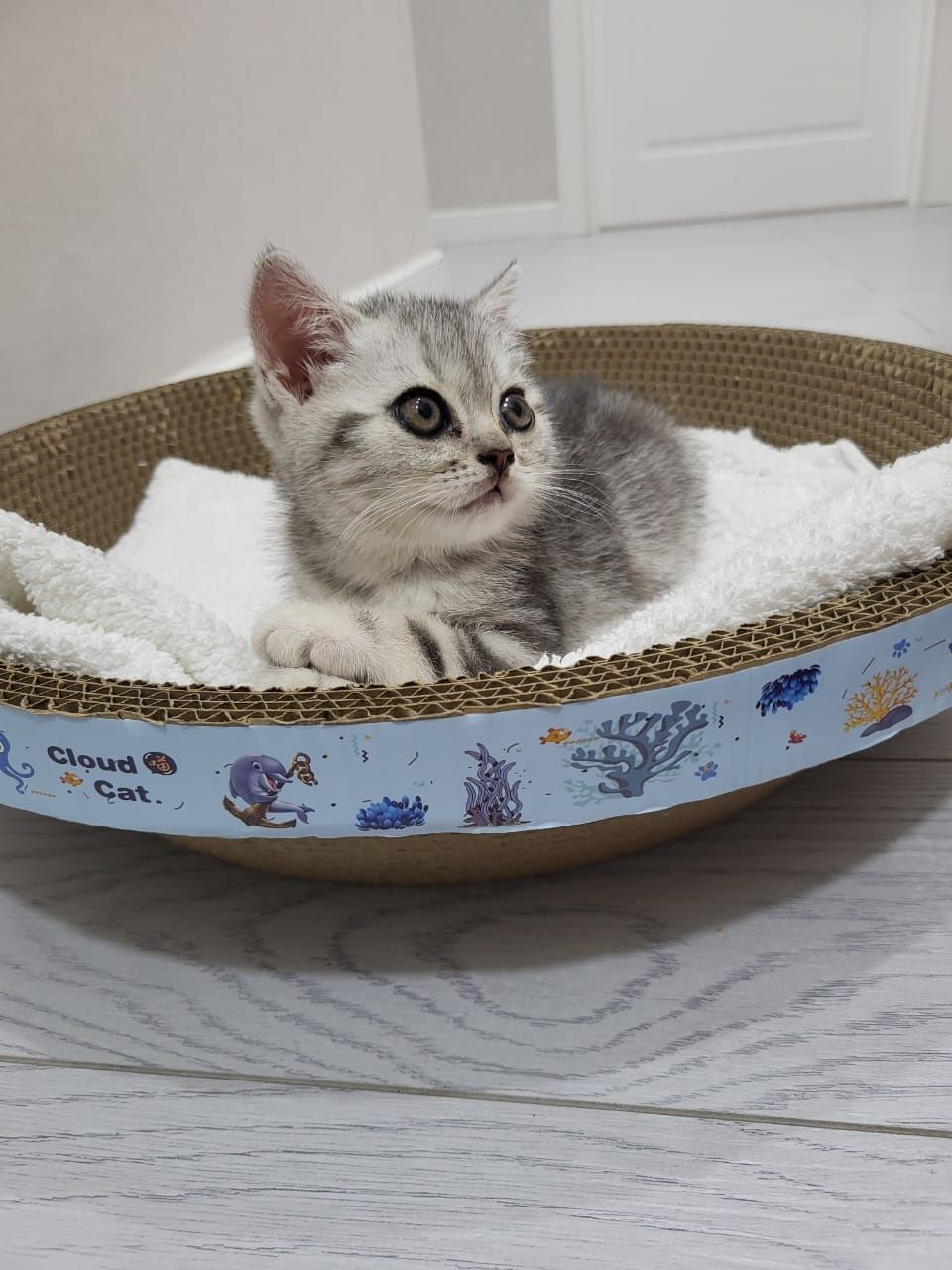 Продается кошка / Продается британские котенок