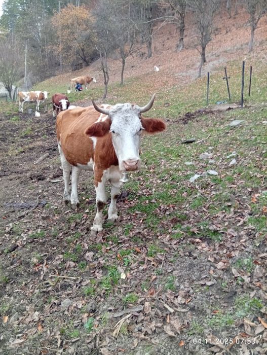 Vînd 2 vaci bălțate