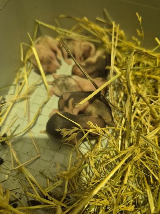 Сирийский хомячок