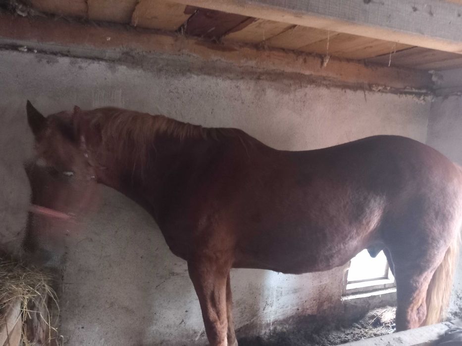 Cal de vânzare Șinca nouă