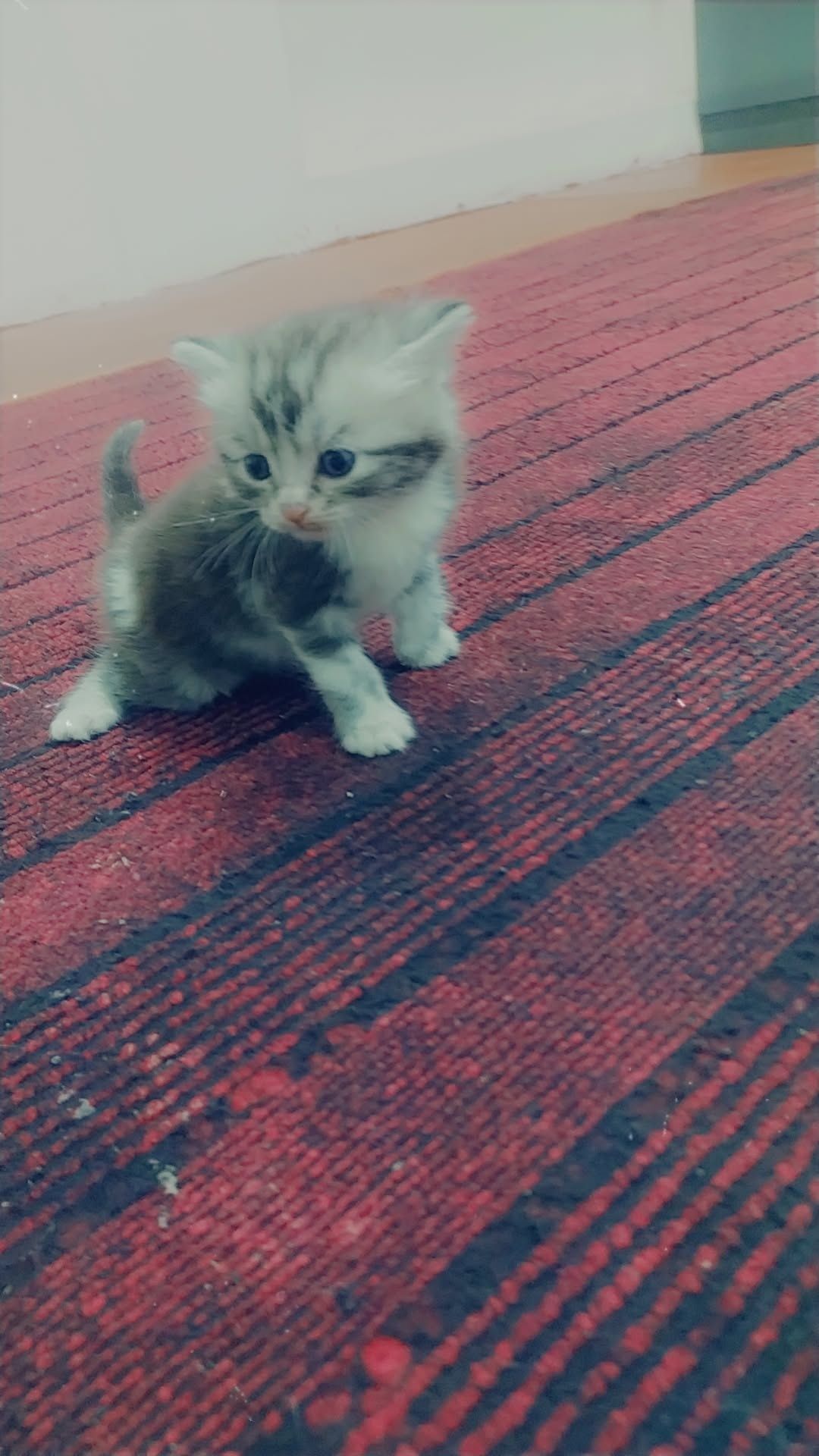 sotiladi mushukcha parodali qiz