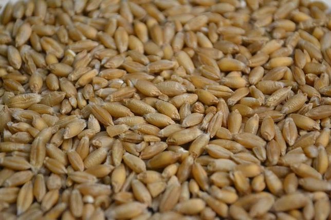 Triticale producție 2022