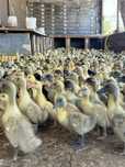 Pekin agidel goluboy favorit ordaklar