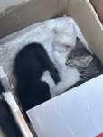 Отдам даром котят