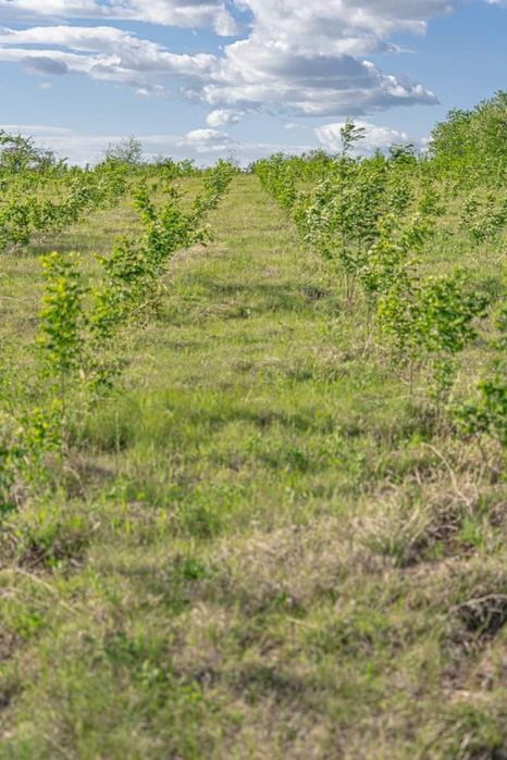 Puieți pin paltin mesteacăn