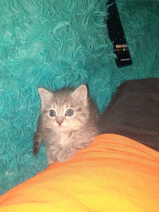 Пристраивается котенок в добрые руки.