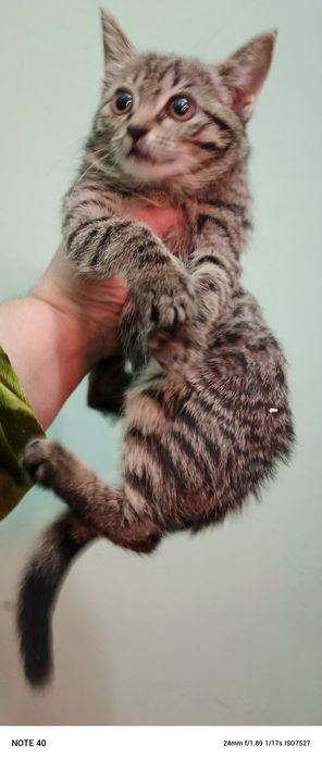 150 mingdan sotiladi