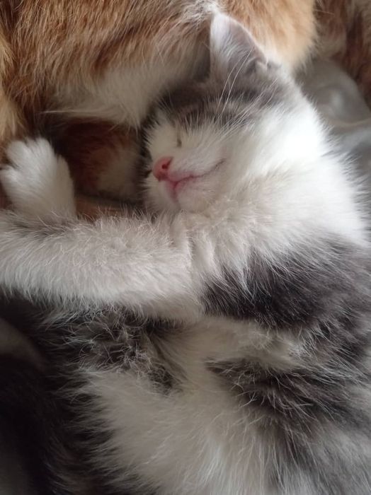 Кошечка 2 мес, в семью на всю жизнь. Ответственным!