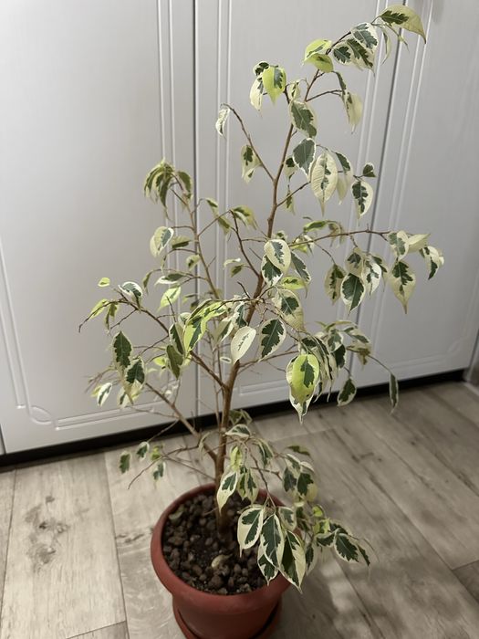 Продам цветы фикус,рео,алое,денежное дерево,каланхое