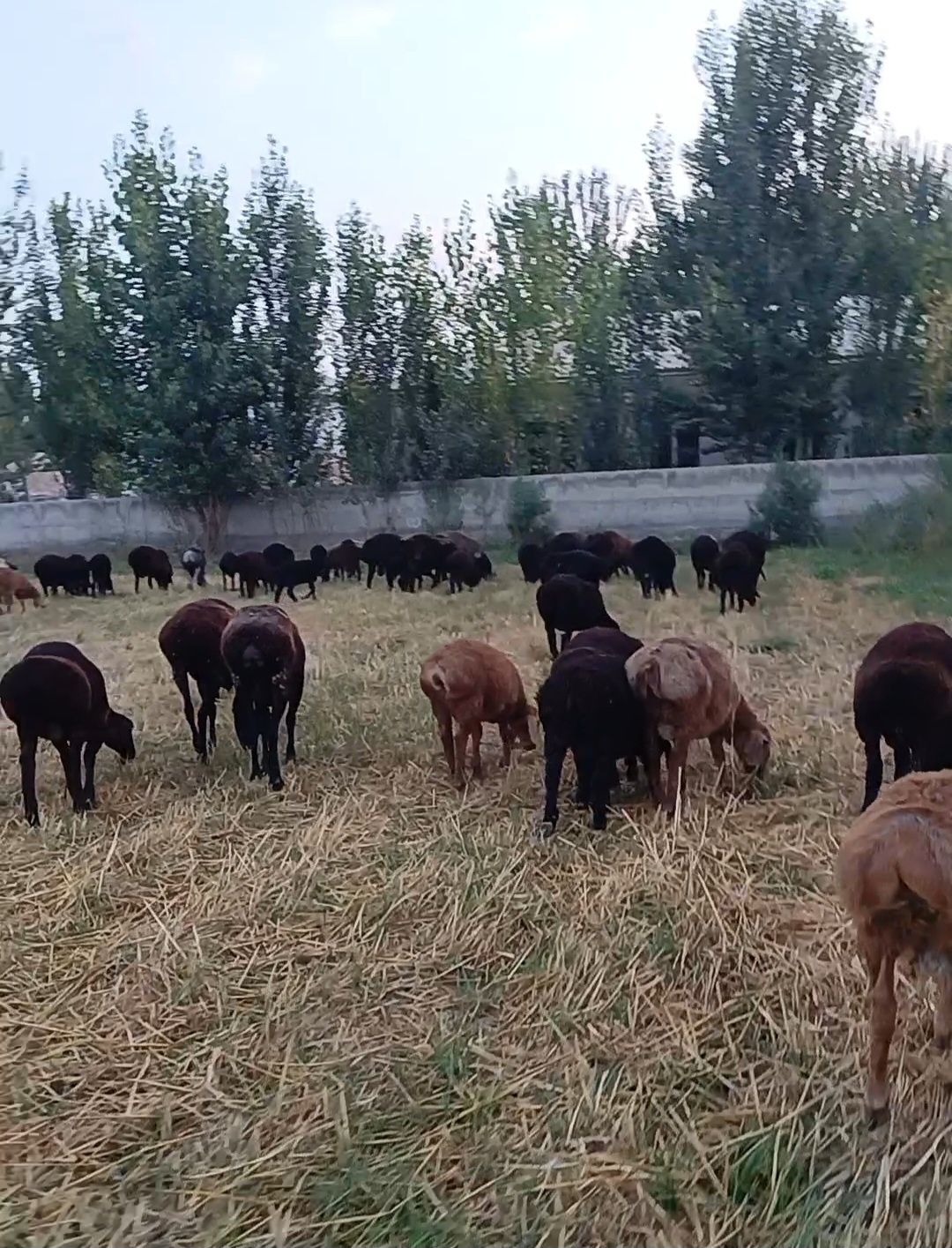 Кучкорлар сотилади