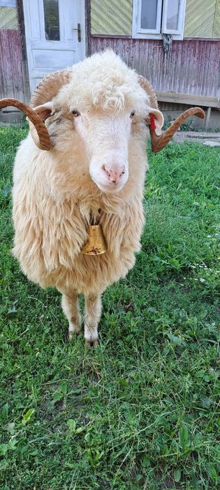 Berbec balt la vanzare