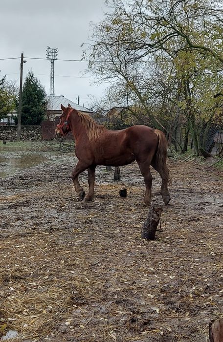 Cai de vanzare.Doua iepe frumoase ,ingrijite si iubite.