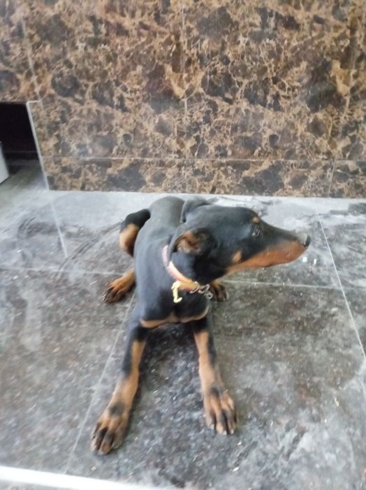 Barcha ikol dorilari qo'yilgan 100% narxi 200 $