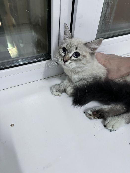 Отдам котенка, девочка