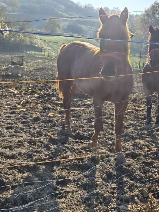 Vand manza de 1 an si 7 luni