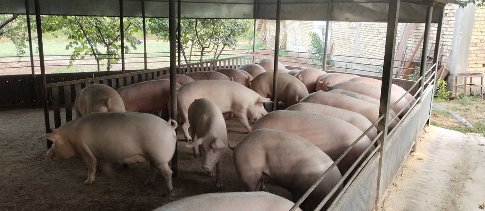 Продавам угоени прасета