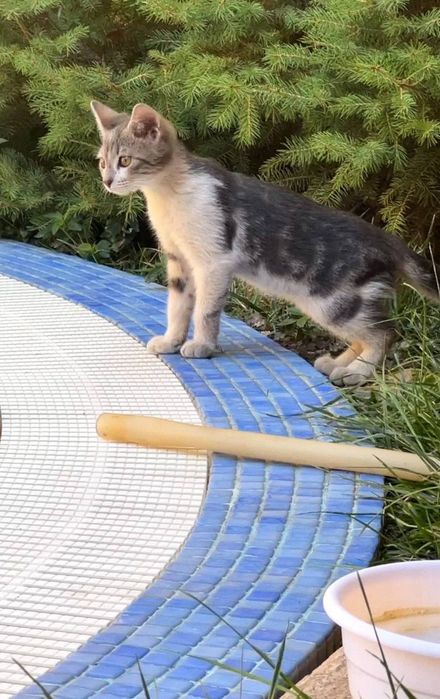 Отдам котенка в добрые руки