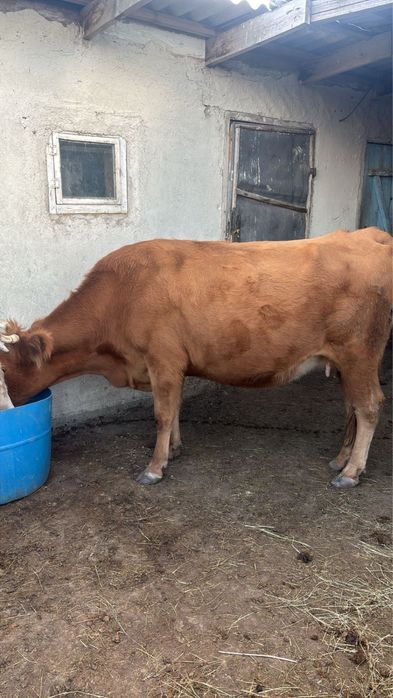 Сиыр сатам 3 туған. Күйі орташа сүті 10л.